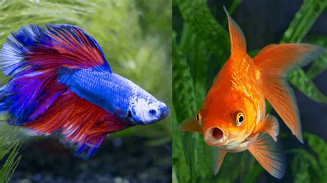 betta fish and goldfish in same tank|Can Bettas Live With Goldfish in the Same .